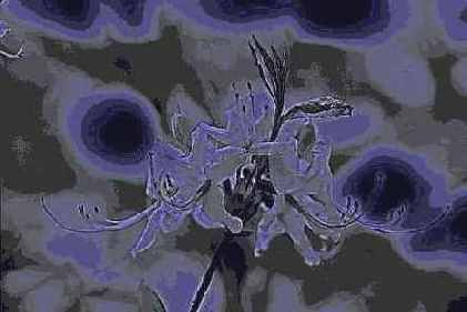 

  Photoshop
