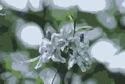 

  Photoshop

